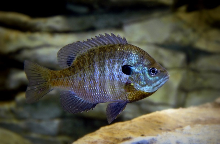 Bluegill are a favorite lake and pond fish among West Virginia anglers.