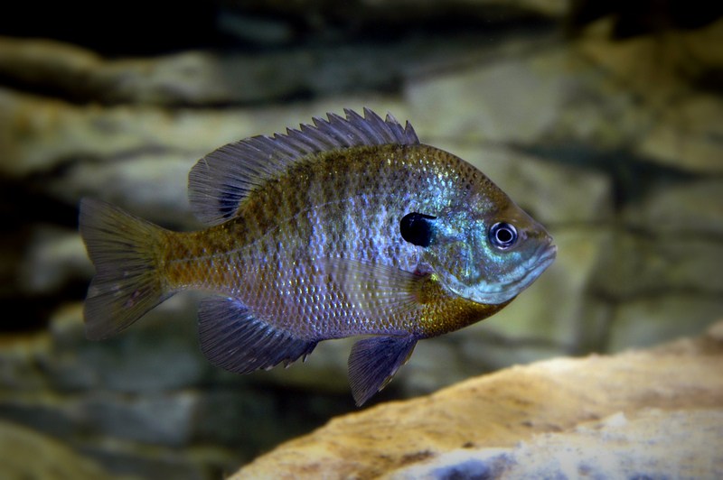Bluegill are a favorite lake and pond fish among West Virginia anglers.