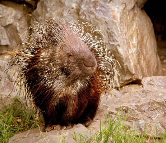 Native to northern Appalachia, porcupines have been slowly migrating south into West Virginia.