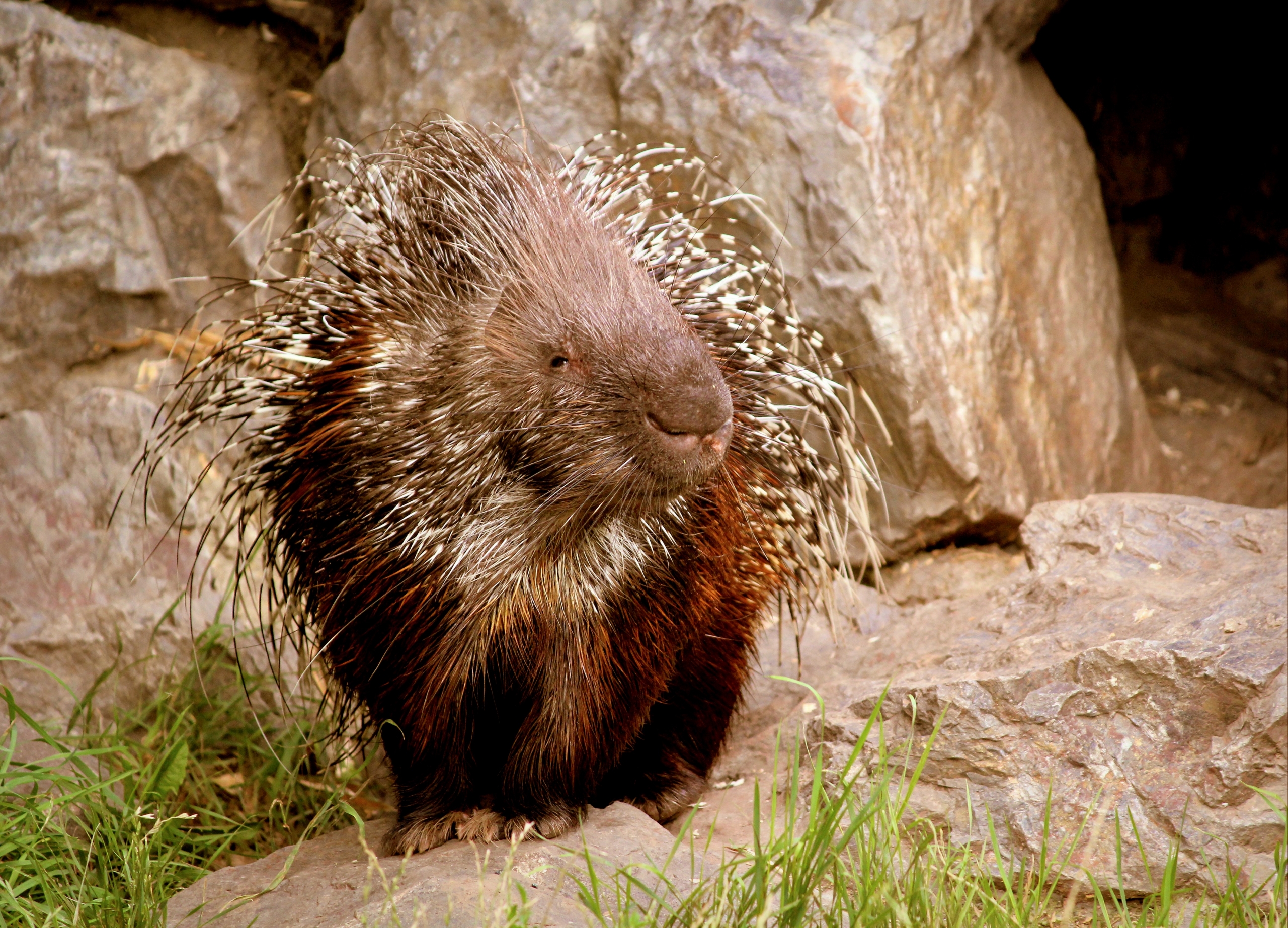 Native to northern Appalachia, porcupines have been slowly migrating south into West Virginia.