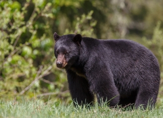 Black bear are now found in all 55 West Virginia counties.