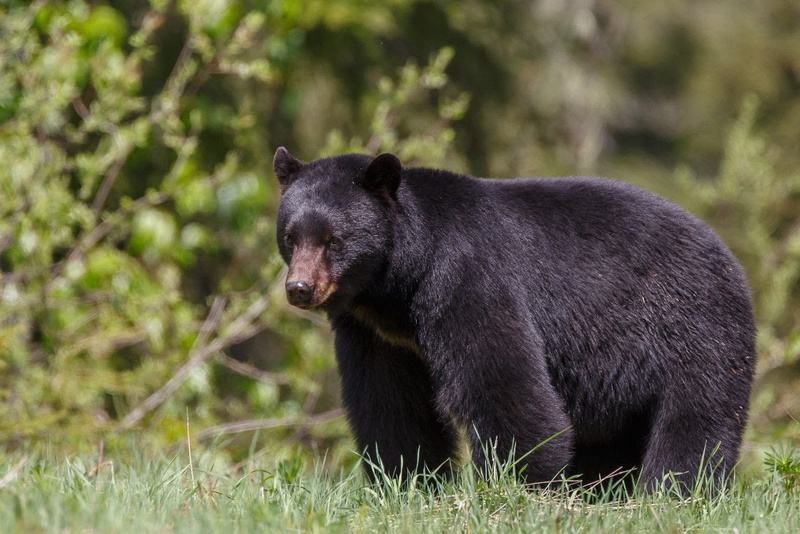 Black bear are now found in all 55 West Virginia counties.