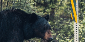 Bears are infiltrating urban and suburban areas in remarkable numbers.