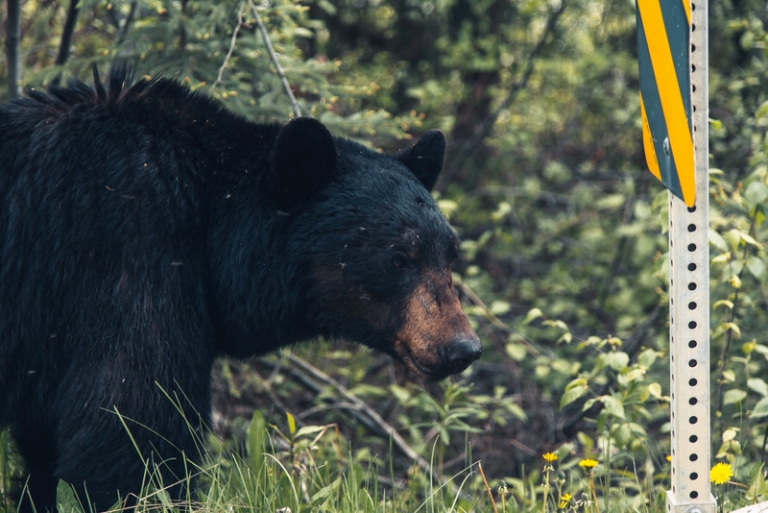 W.Va. DNR reports increased nuisance bear activity