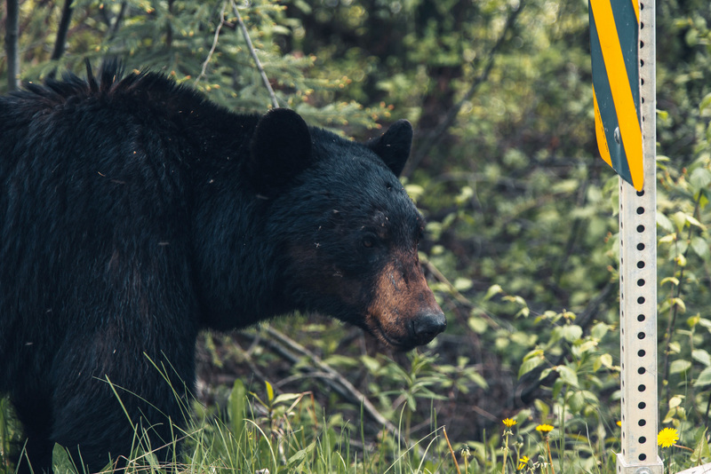 Bears are infiltrating urban and suburban areas in remarkable numbers.