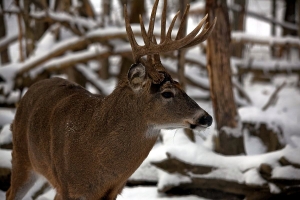 A white-tailed buck deer waits in a West Virginia woodland.