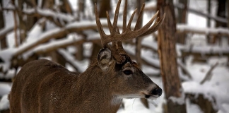 A white-tailed buck deer waits in a West Virginia woodland.