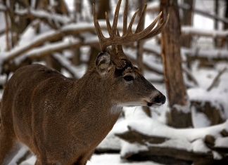 A white-tailed buck deer waits in a West Virginia woodland.