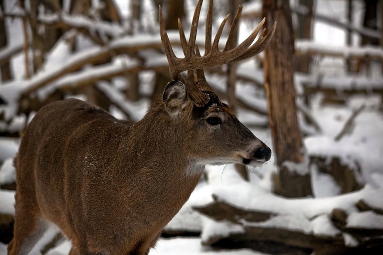 West Virginia hunters harvested 105,278 deer in 2021