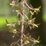 Tipularia discolor flowers
