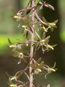 Tipularia discolor flowers resemble crane flies.