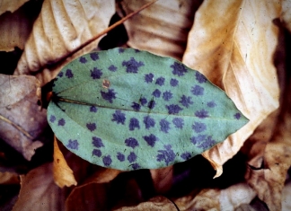 The remarkable leaf of Tipularia discolor stands out on the forest floor.