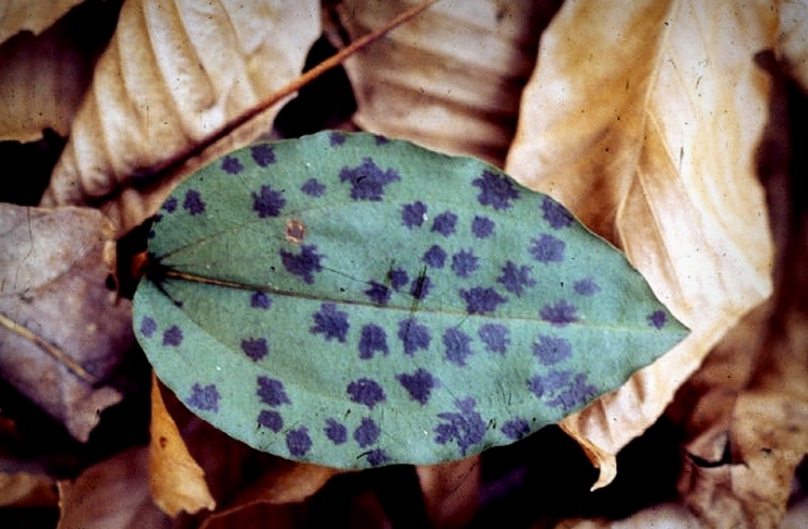 The remarkable leaf of Tipularia discolor stands out on the forest floor.