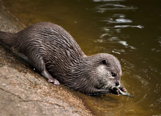 A river otter forages along the bank of a West Virginia stream.
