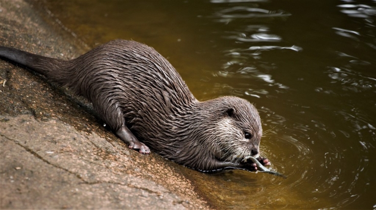 DNR seeks river otter carcasses for population study