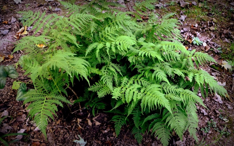 Hearty beech fern ideal for the West Virginia garden