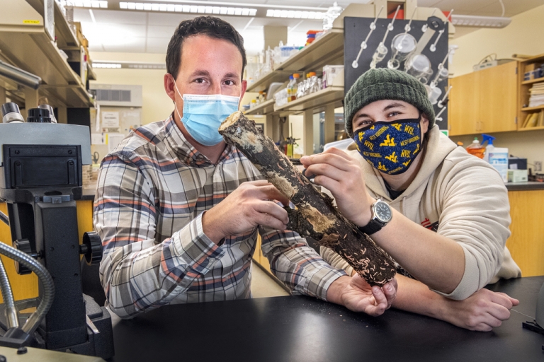 WVU mycologists receive National Geographic grant to study millipedes