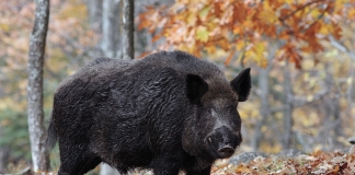 Wild boar still range across isolated mountain hollows in Logan County.