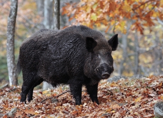 Wild boar still range across isolated mountain hollows in Logan County.