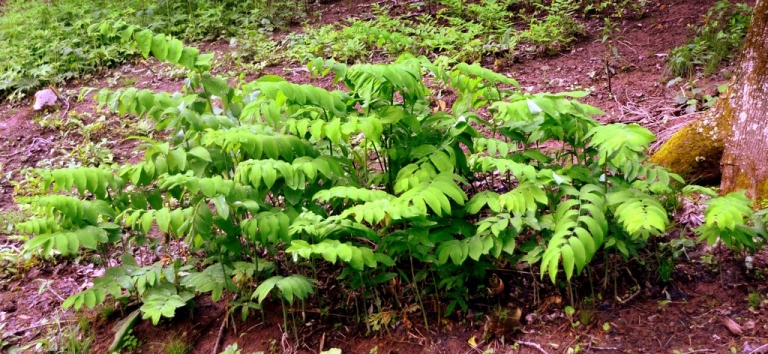 Native Solomon's Seal ideal for wild and shade gardens
