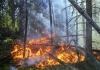 A forest fire ravages an evergreen forest.