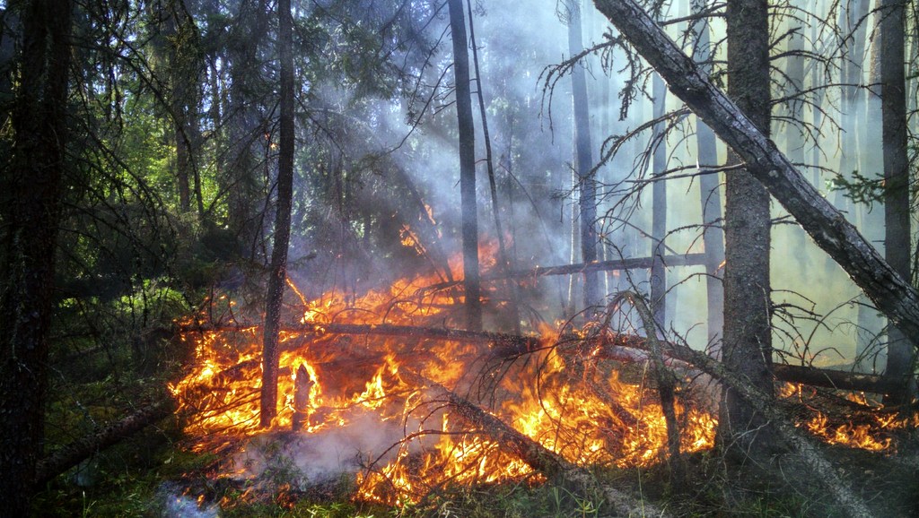 A forest fire ravages an evergreen forest.