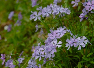 Blue phlox blossom in the New River Gorge National Park and Preserve.