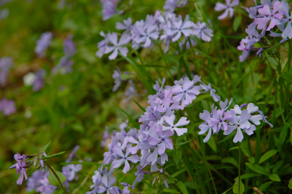 Blue phlox blossom in the New River Gorge National Park and Preserve.