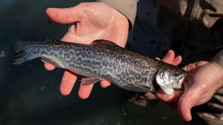 W.Va. to stock striped tiger trout statewide in April, May