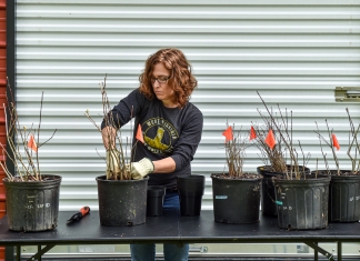 Liz Moss prepares heirloom seedlings harvested from the West Virginia State University campus.