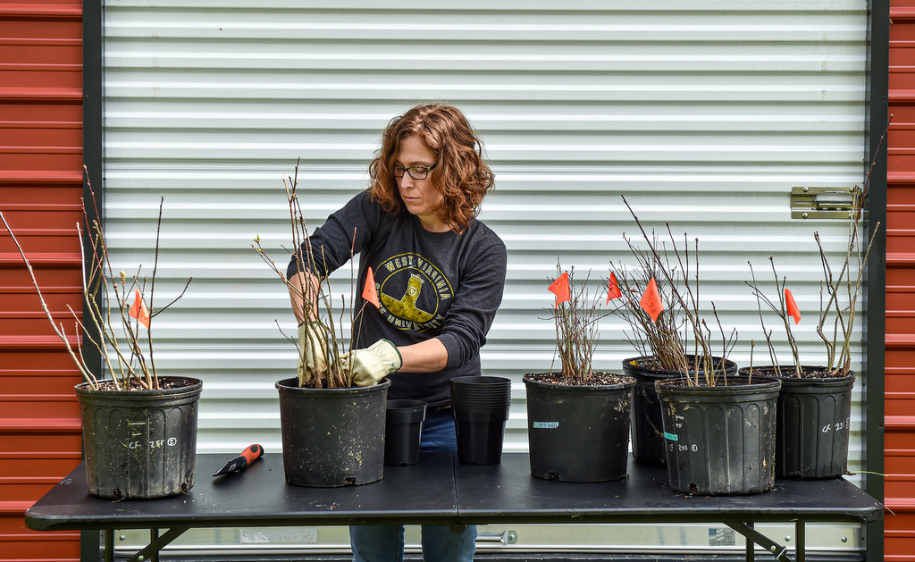 Liz Moss prepares heirloom seedlings harvested from the West Virginia State University campus.