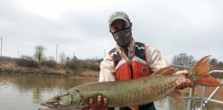 A biologist displays a muskellunge on the Ohio River.