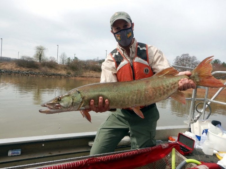 West Virginia partners in multi-state musky mortality project