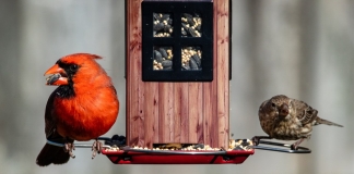 Birds gather at a feeder in the Appalachian Mountains.