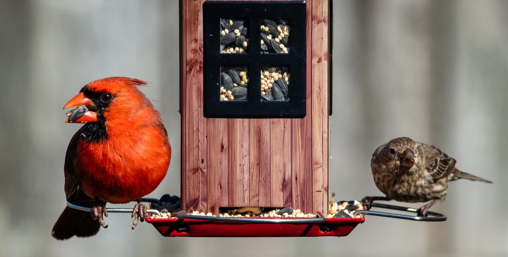 Birds gather at a feeder in the Appalachian Mountains.