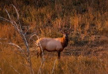 An elk, or wapiti, lingers in an upland field in the Tomblin Wildlife Management Area.