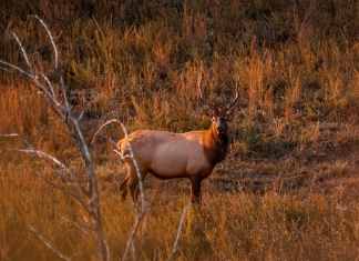 An elk, or wapiti, lingers in an upland field in the Tomblin Wildlife Management Area.