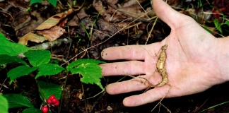 A harvester holds a ginseng root along side a mature ginseng plant.
