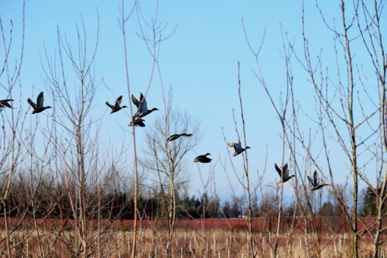 Biologists have introduced two changes to 2021-'22 waterfowl regulations.