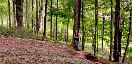 A gardener has terraced a woodland area to accommodate ferns and other woodland plants.