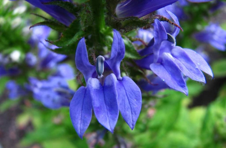 Lobelia siphilitica blossoms brilliant blue in late August through mid-September.