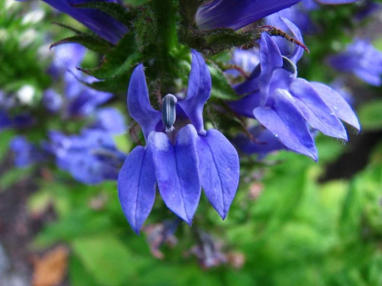 Native blue lobelia provides ideal color in early autumn