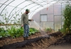 A young West Virginia farmer tends a greenhouse crop.