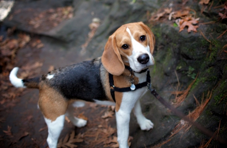 Beagles are among the most popular dog breeds in West Virginia.