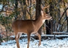 A white-tailed deer walks gingerly through a snowy West Virginia woodland. (Photo courtesy W.Va. Dept. of Commerce)