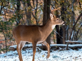 A white-tailed deer walks gingerly through a snowy West Virginia woodland. (Photo courtesy W.Va. Dept. of Commerce)