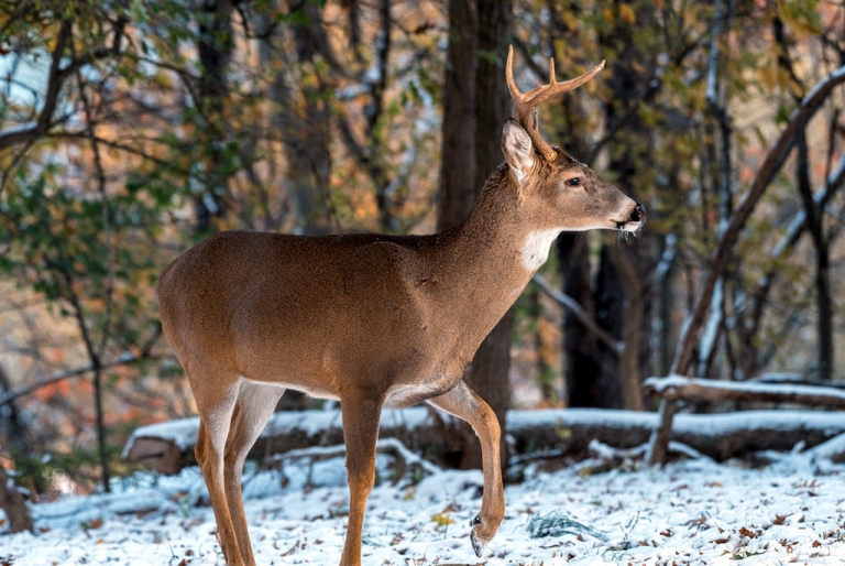 Muzzleloader deer hunting season 2021 opens Dec. 13