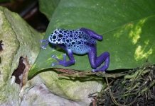 A blue tropical frog alights on a leaf at the Huntington Museum of Art.