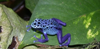 A blue tropical frog alights on a leaf at the Huntington Museum of Art.