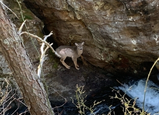 The deer was first observed on a ledge in a crevice on the rim of the gorge.